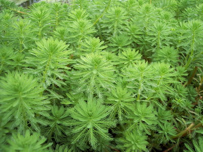 MYRIOPHYLLUM AQUATCUM-Papageienfeder