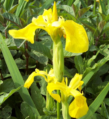 IRIS PSEUDOCARUS-gelbe Wasserschwertlilie